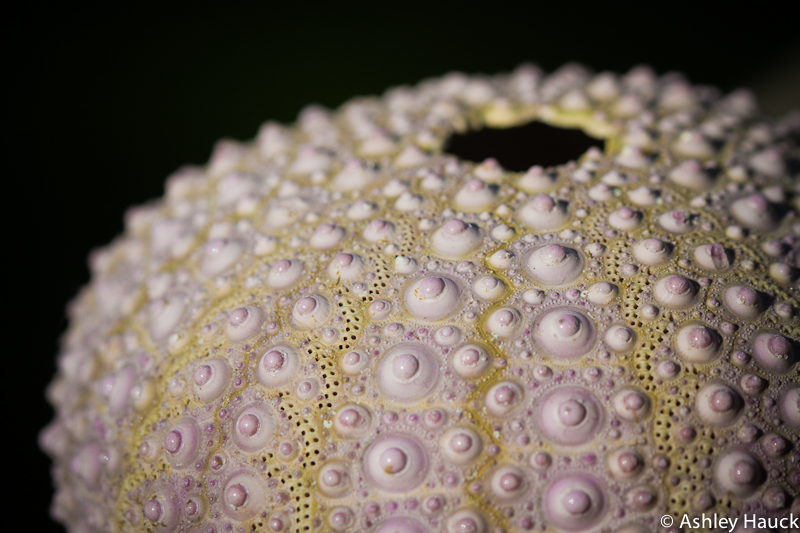 Urchin Skeleton