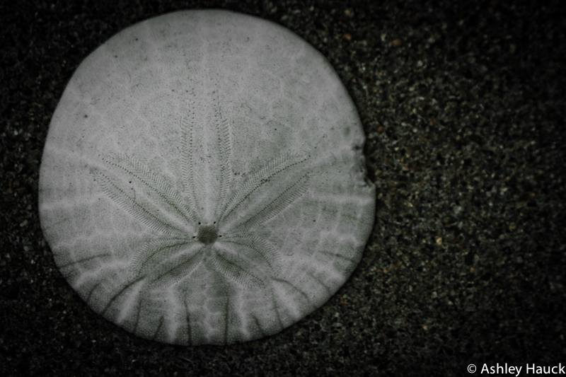 Sand Dollar