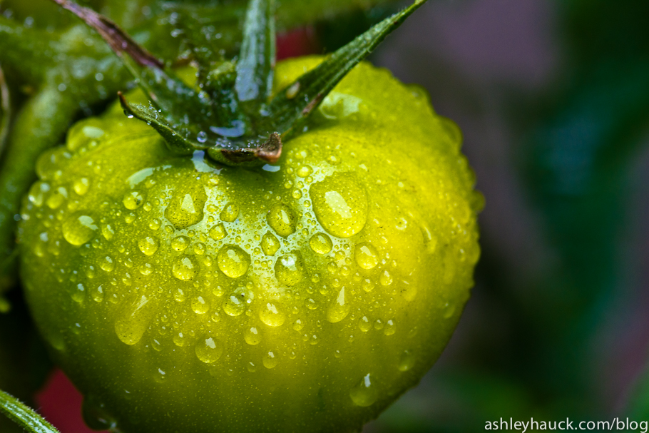 A rainy morning in the garden.