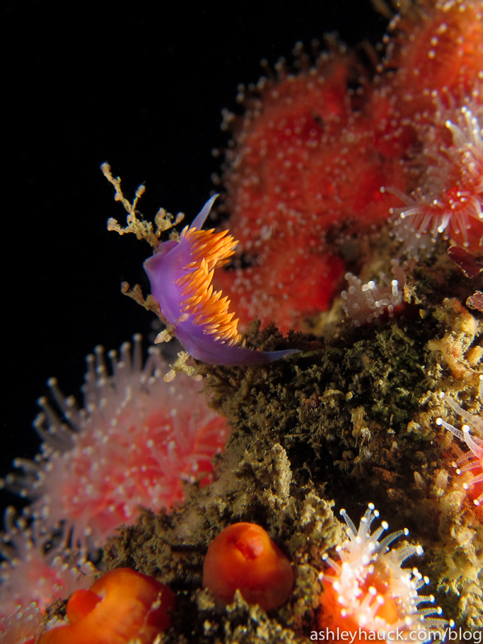 Diving the California Oil Rigs, Part 2