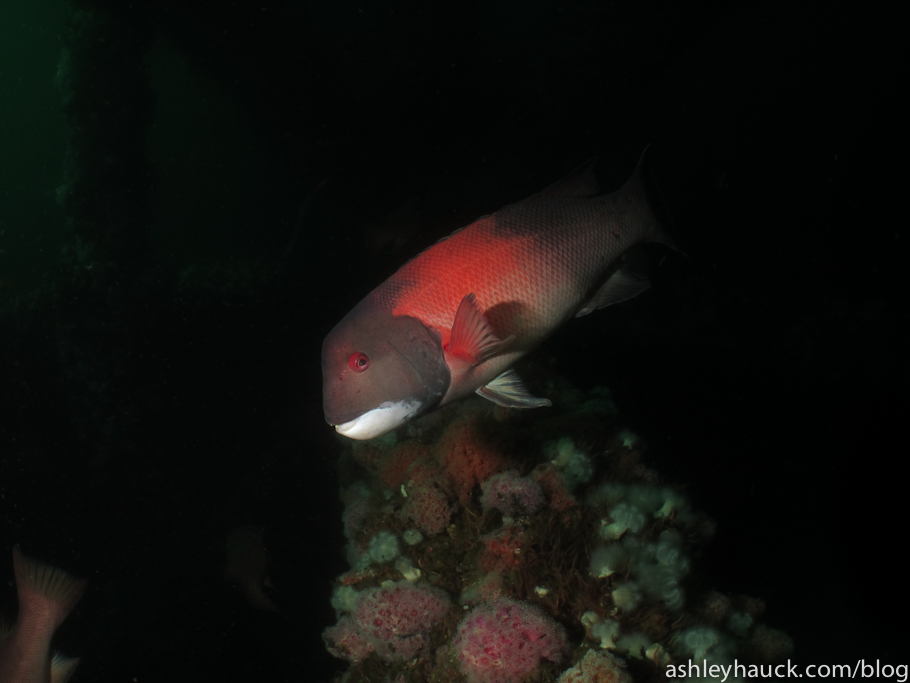 Diving the California Oil Rigs, Part 3