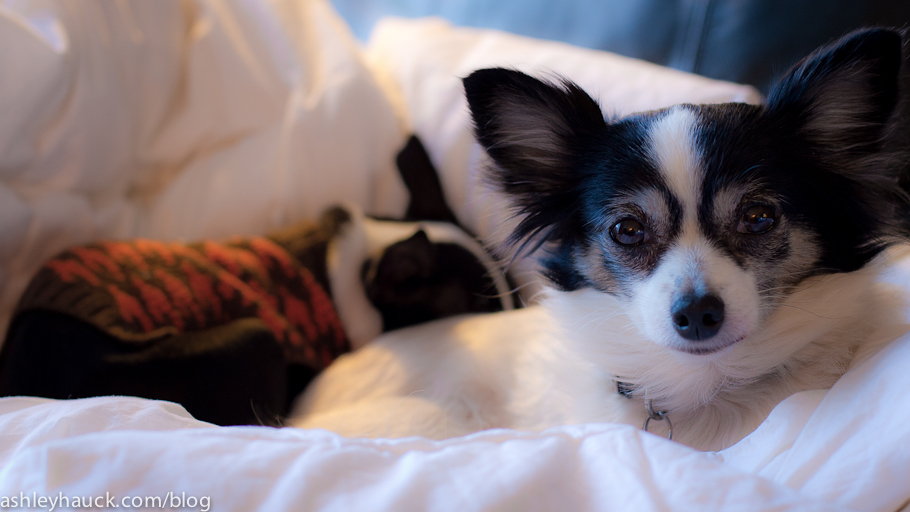 Puppy Love