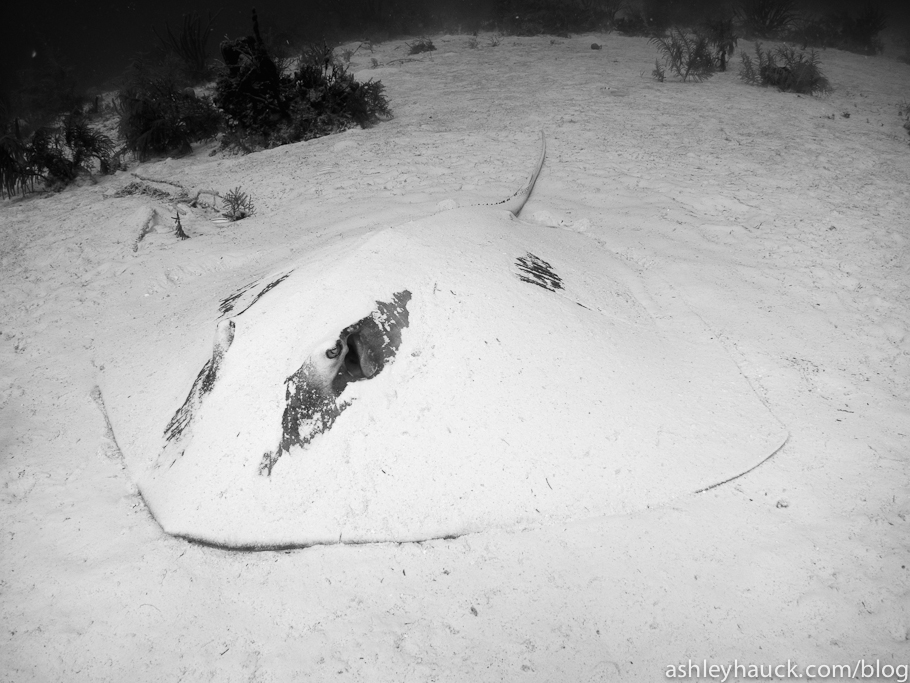 Diving Nassau, Bahamas: Southern Stingray