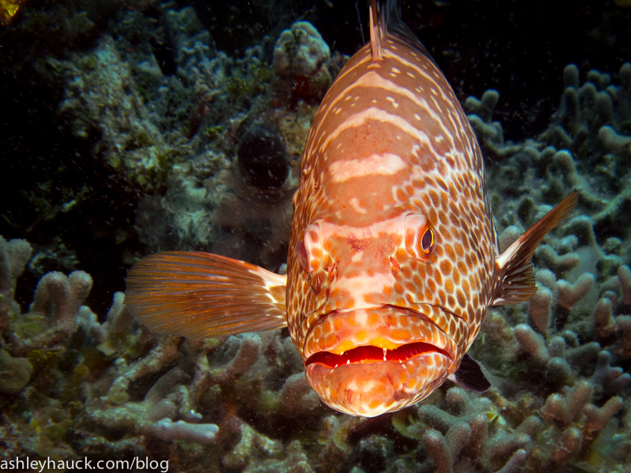 Diving Nassau, Bahamas: Grouper