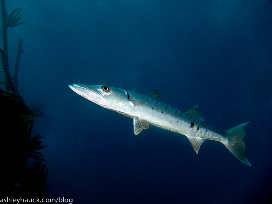 Diving Nassau, Bahamas: More Tropical Fish (and other critters)