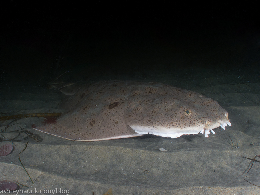 California Diving: Sharks and Rays