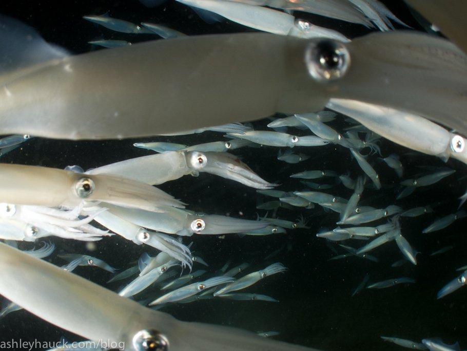 San Diego, California: The Running of the Squid