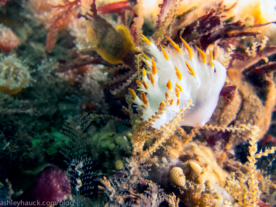 Nudibranchs: Dendronotus albus