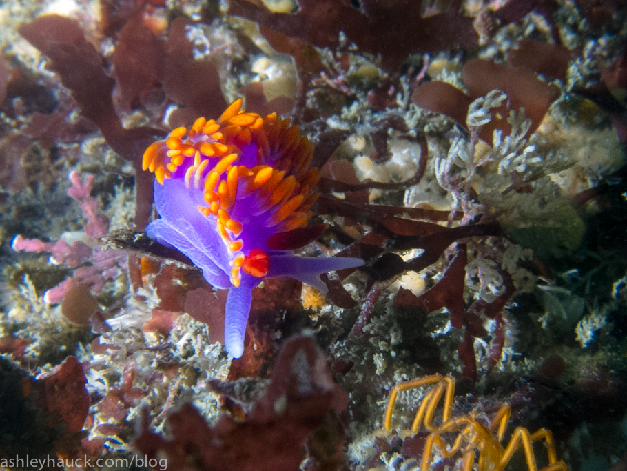 Nudibranchs: Spanish Shawl Nudibranch