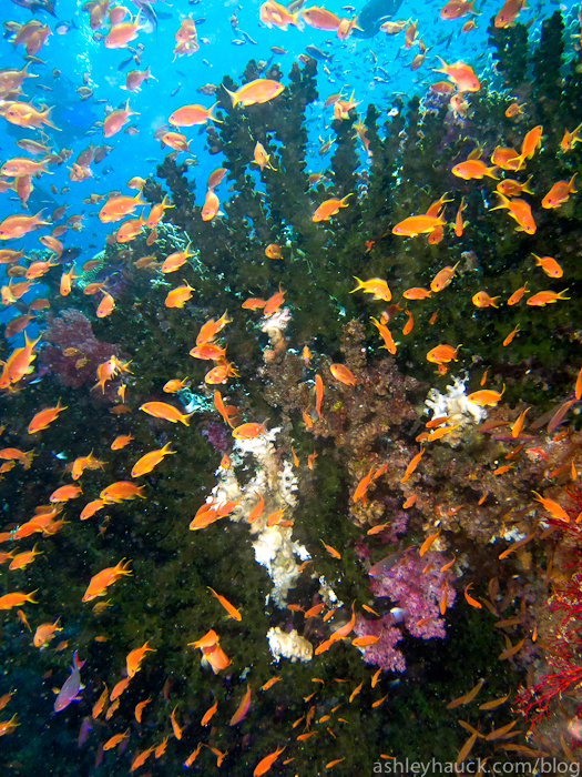 Scuba Diving Fiji’s Viti Levu!