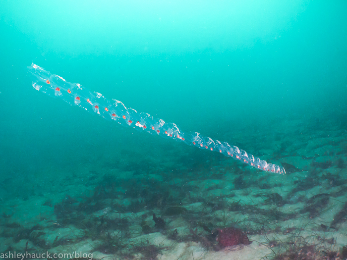 An Uncommon Dive at La Jolla Shores