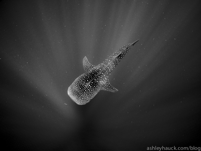 Wednesday Link Roundup: Bucket list sea life, unexpected dive destinations, Bali diving