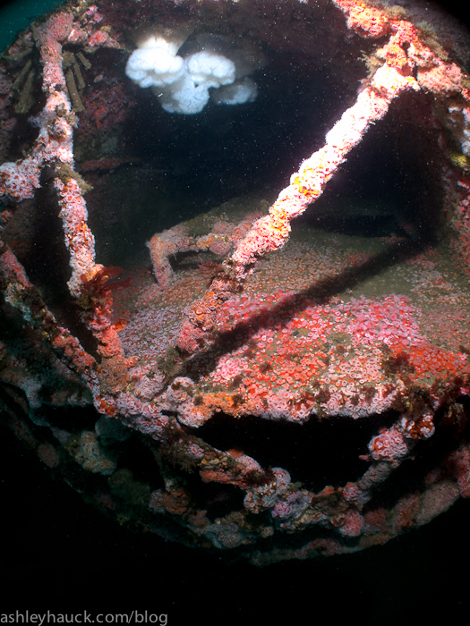 Diving San Diego’s Wreck Alley and Kelp Forest