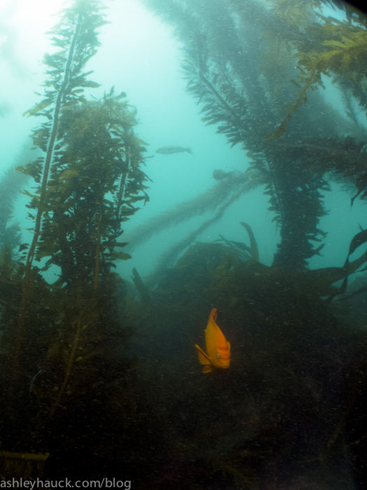 Diving La Jolla Cove