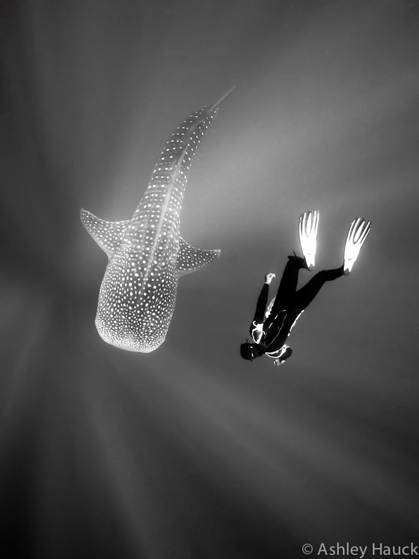 Diving with whale sharks in Placencia, Belize