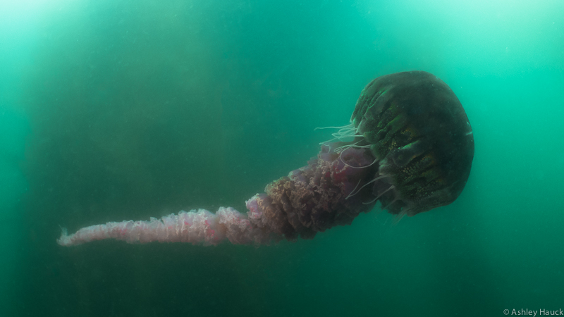 Operation: Black Sea Nettle is a success!