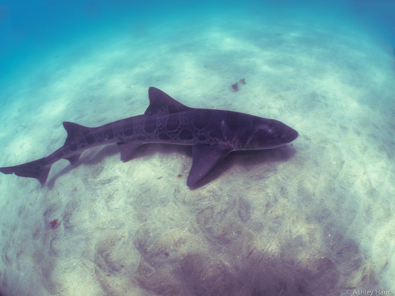 Snorkeling with Leopard Sharks at the Marine Room!