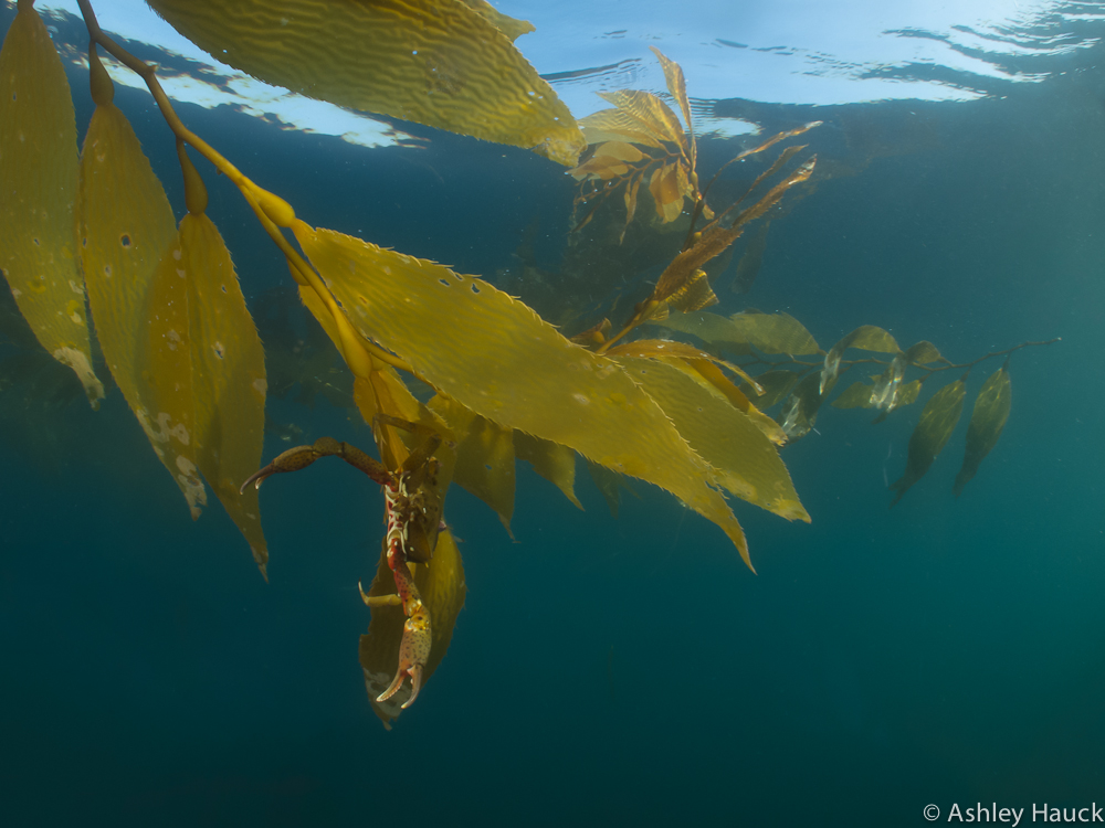 I don’t always solo dive, but when I do, I’m liable to spend eight minutes at three feet with a kelp crab.