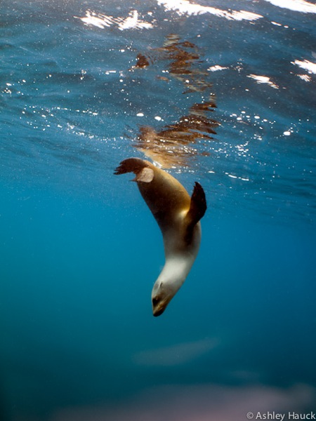 Why I Dive: Sea Lion Edition
