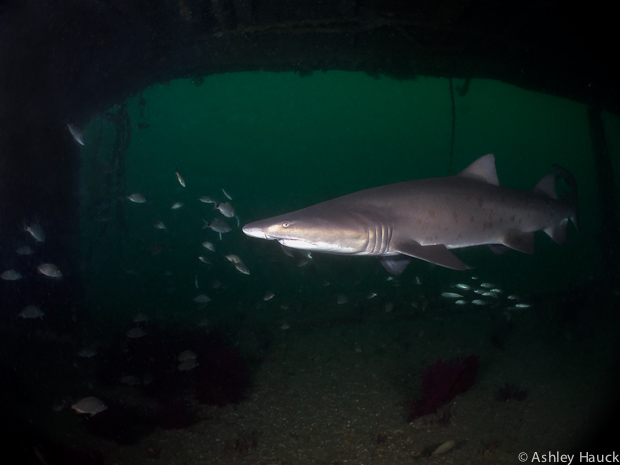 Wreck Diving North Carolina’s Graveyard of the Atlantic