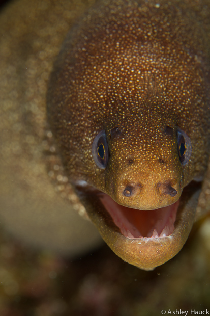 Curaçao: Claws, Jaws, and Cephalopods