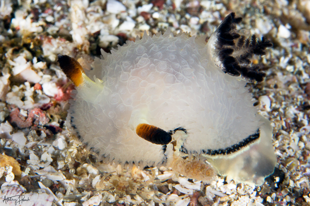 New-dibranch: Acanthodoris rhodoceras