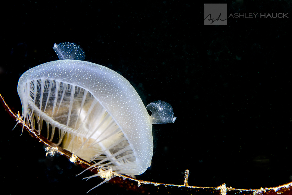 Melibe leonina nudibranchs are weird and awesome