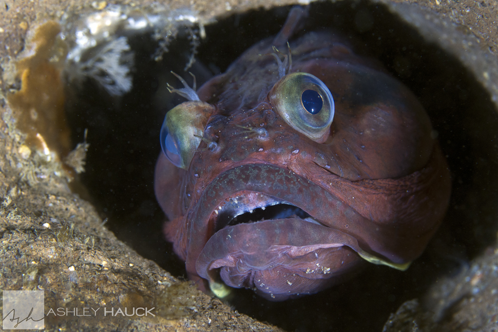 Diving at La Jolla Shores is like Going to the Zoo…
