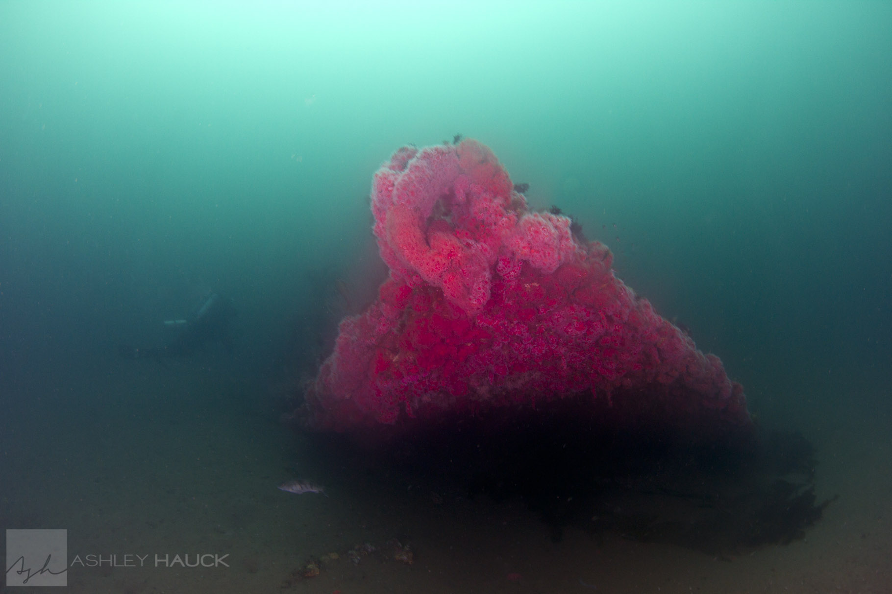 Diving the Hogan Wreck