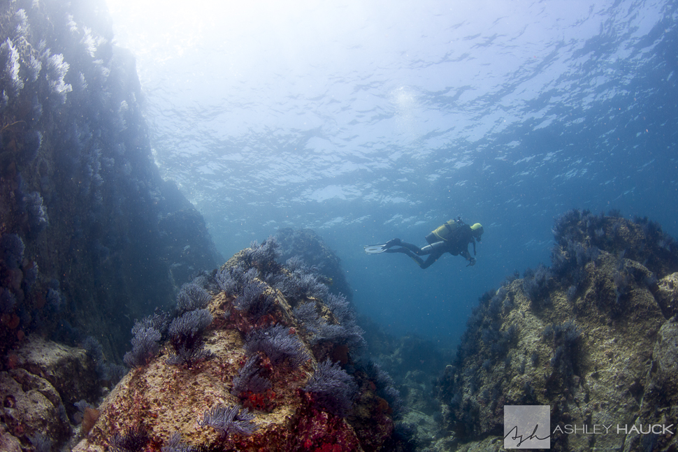 I saw things in the Sea of Cortez that were not nudibranchs