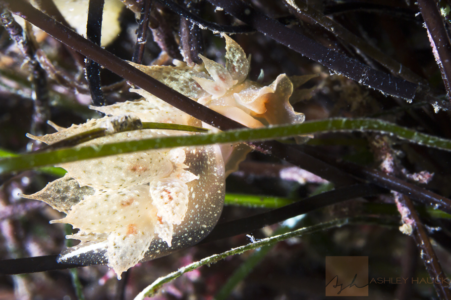 Wednesday Link Roundup: Muck Diving in the Philippines, Shooting Supermacro with Wet Diopters, Diving Cleopatra’s Sunken Palace