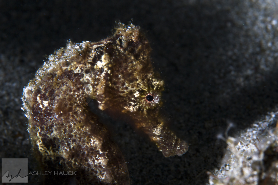 The Recalcitrant Seahorse