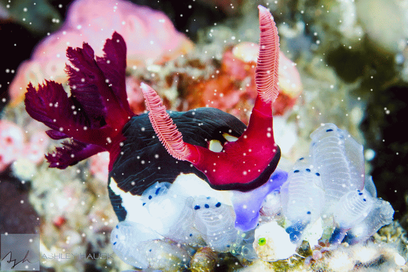 Wednesday roundup: Feliz Nudidad! Benthic ecology on lost shipping containers!