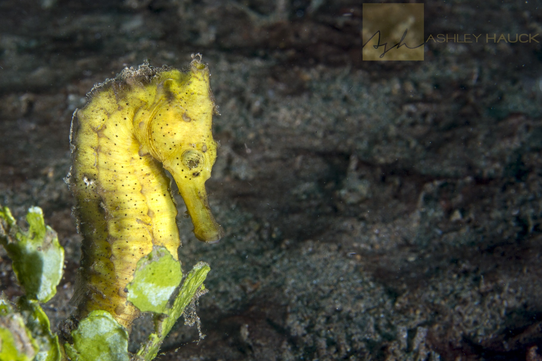 The Saddest Seahorse
