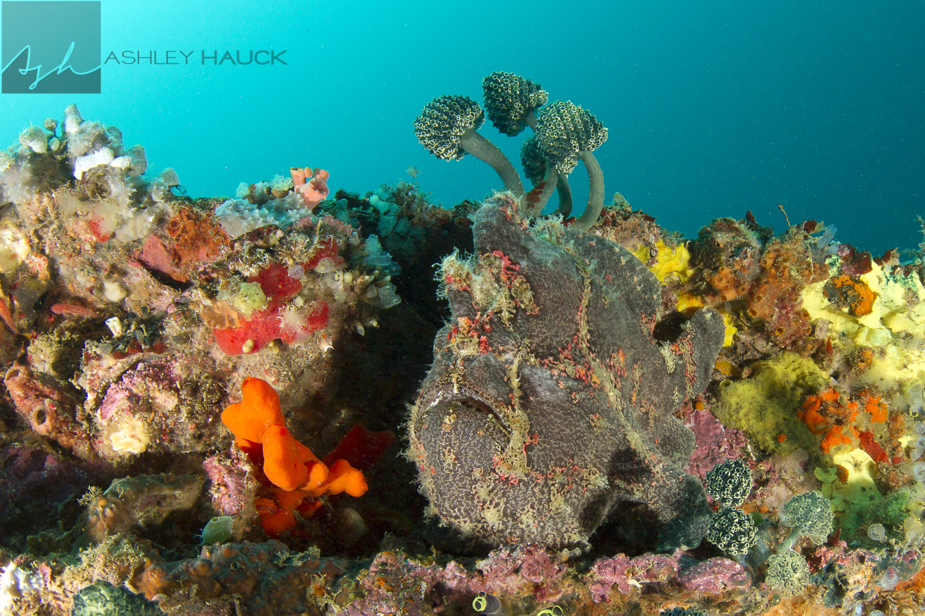 Frogfish are basically sponges with mouths