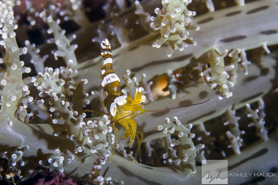 Sexy Shrimp