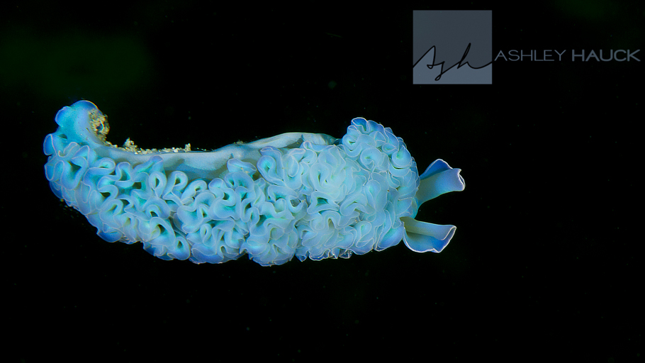 Wednesday Roundup: “Vegetarian” Vampire Squid, Solar Powered Nudibranchs, and a SEA TURTLE in San Diego!