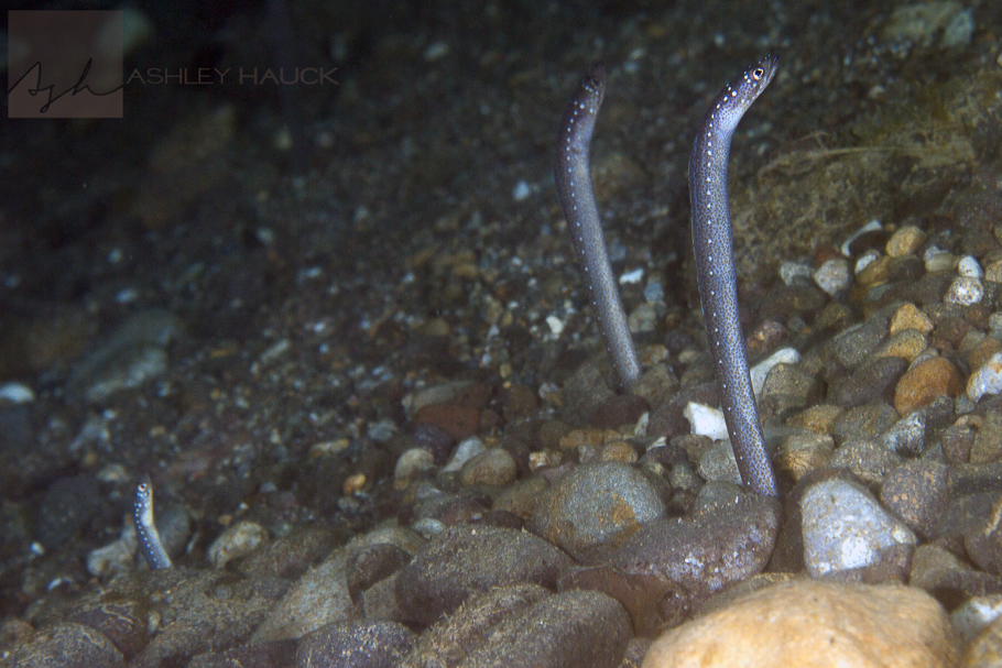 Garden Eels are Maddening