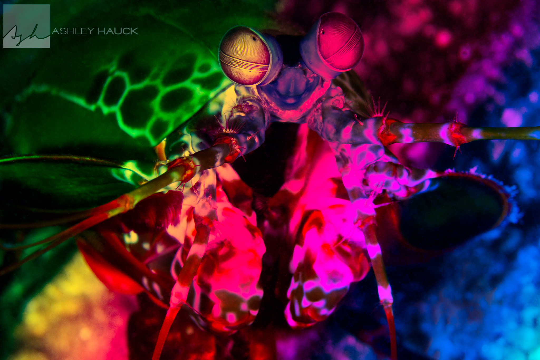 Why the Mantis Shrimp Rocks