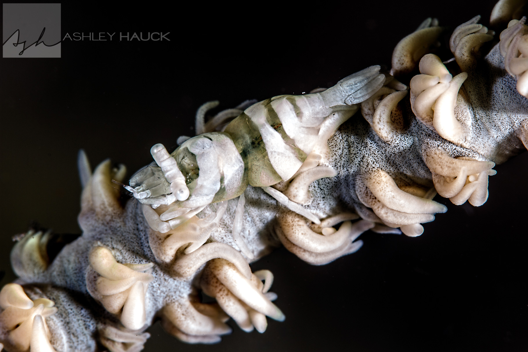 This Shrimp is the Tiniest Sea Creature You’ve Never Seen