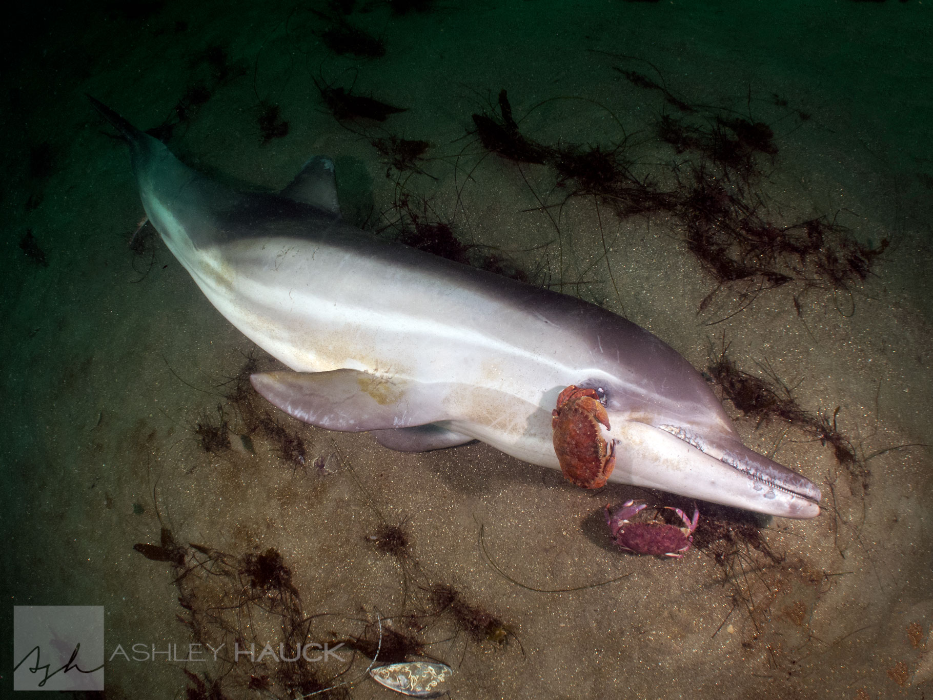 Throwback Thursday: Dead Dolphins and Live Whale Sharks
