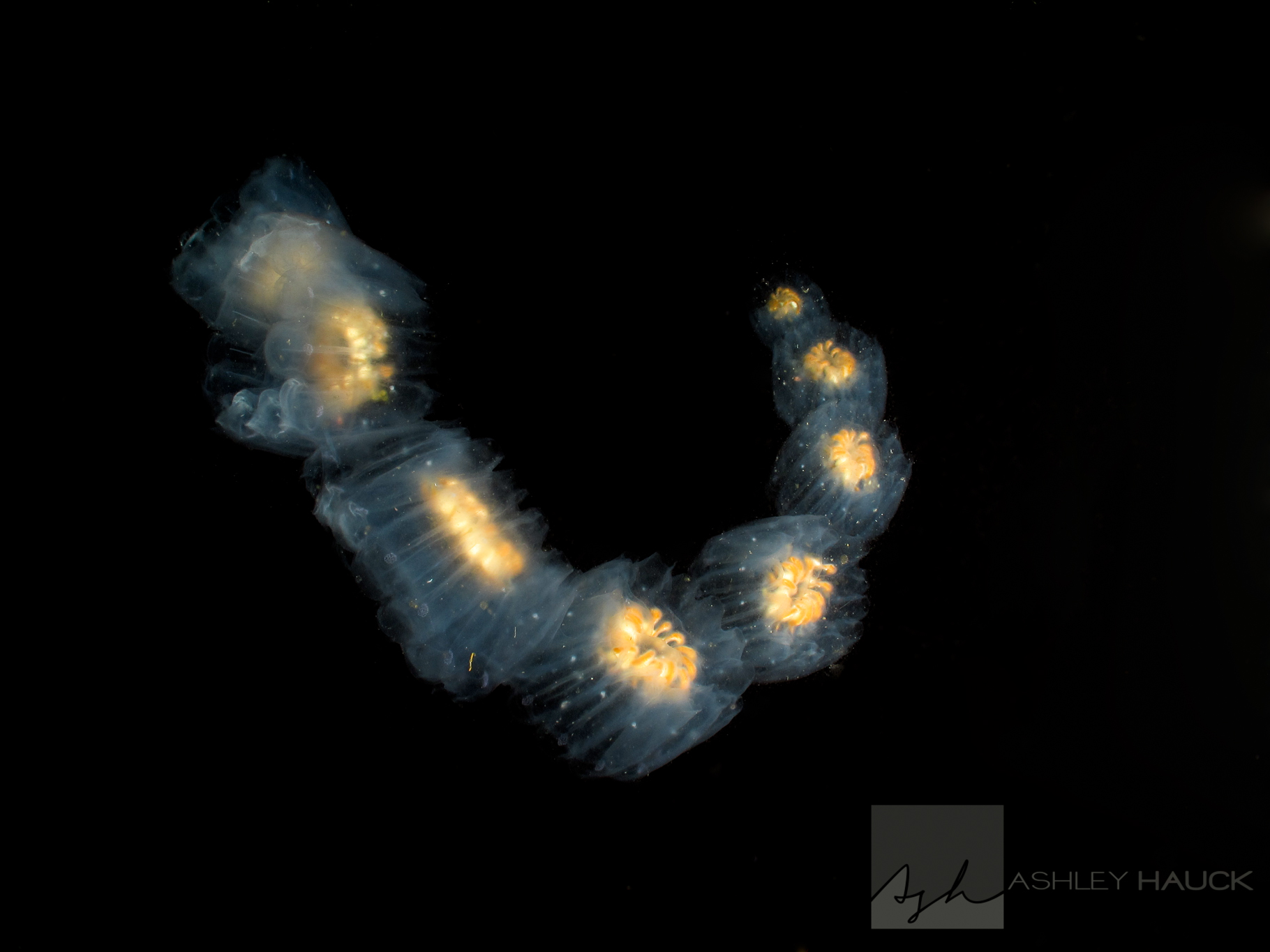 Throwback Thursday: Salps, Underwater Poetry, and My First Technical Dive