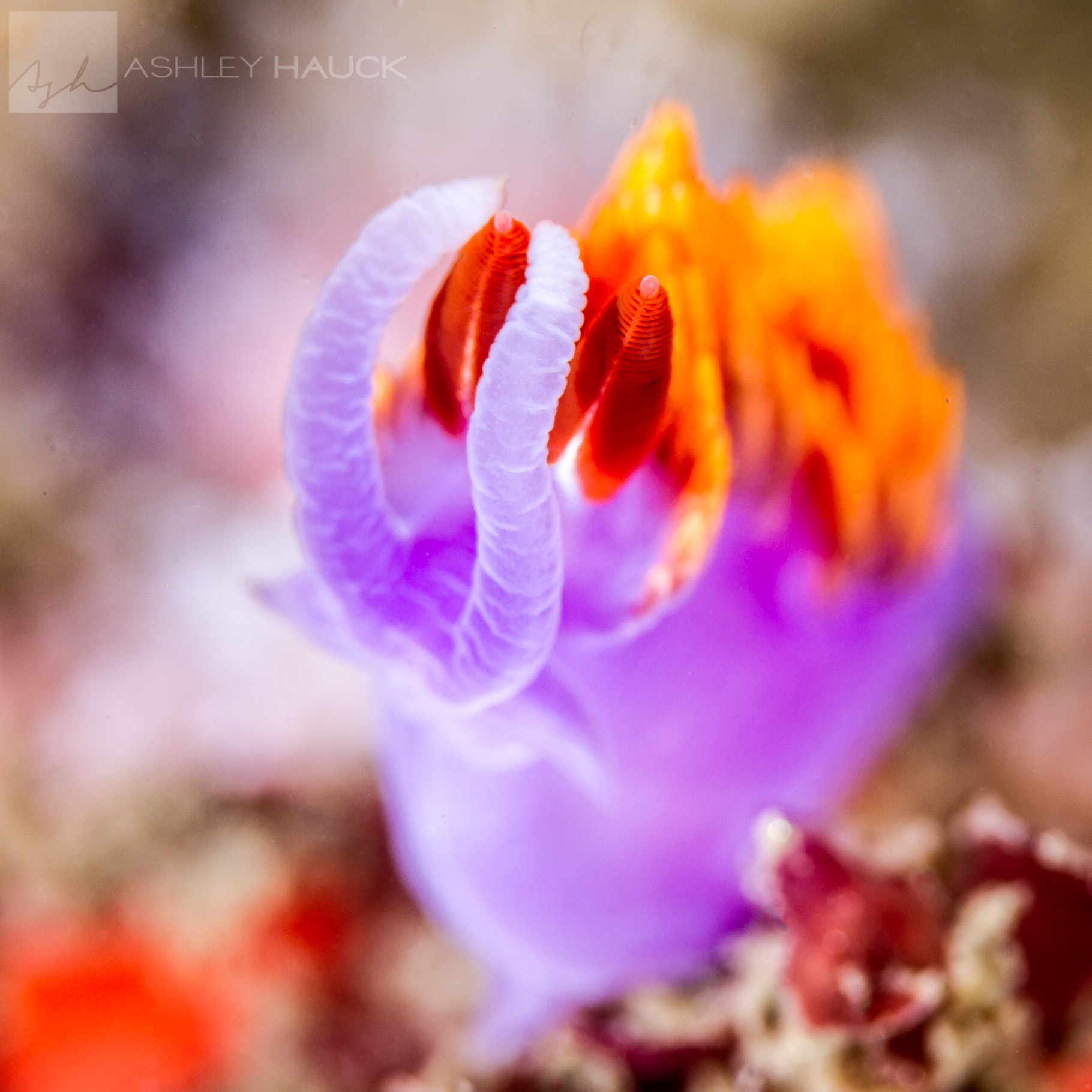 Dreamy Nudibranch