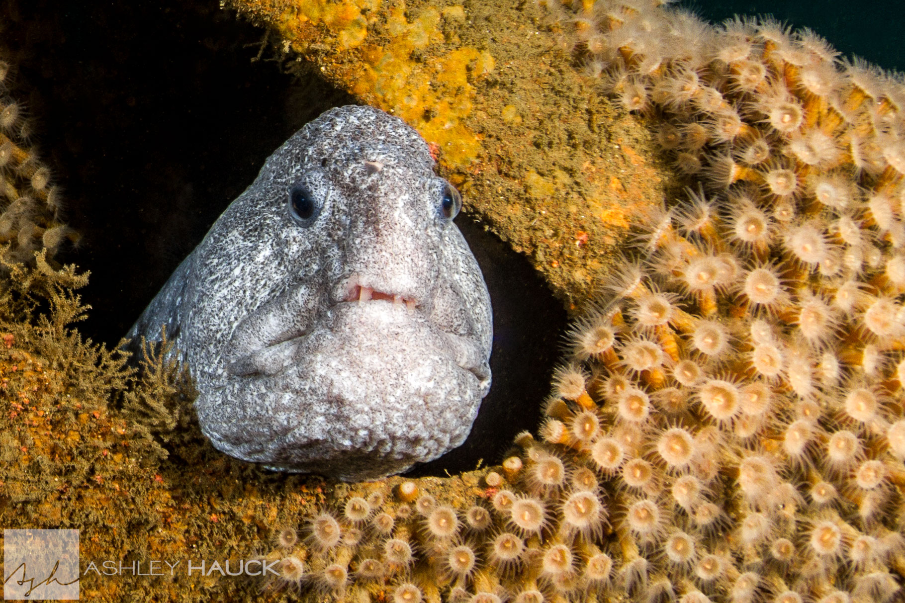 No Wolf Eel Left Behind