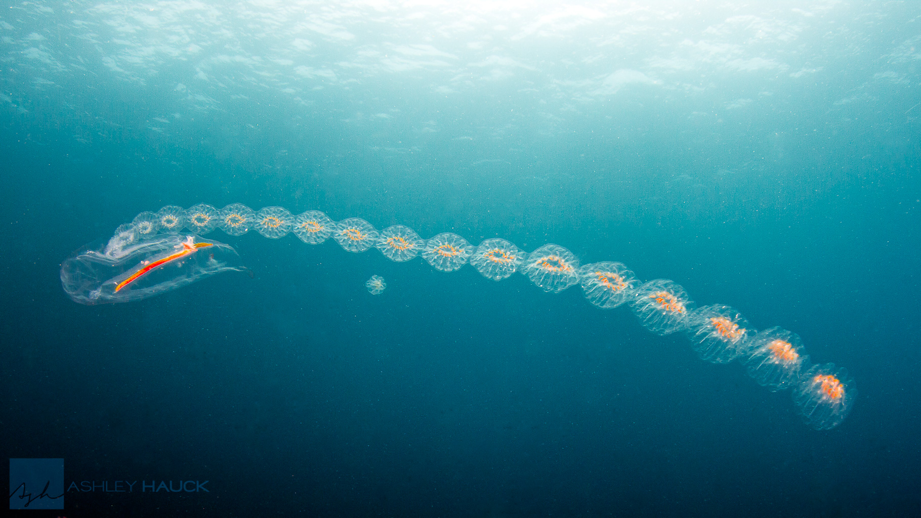 Photo of the Week: Cyclosalpa affinis