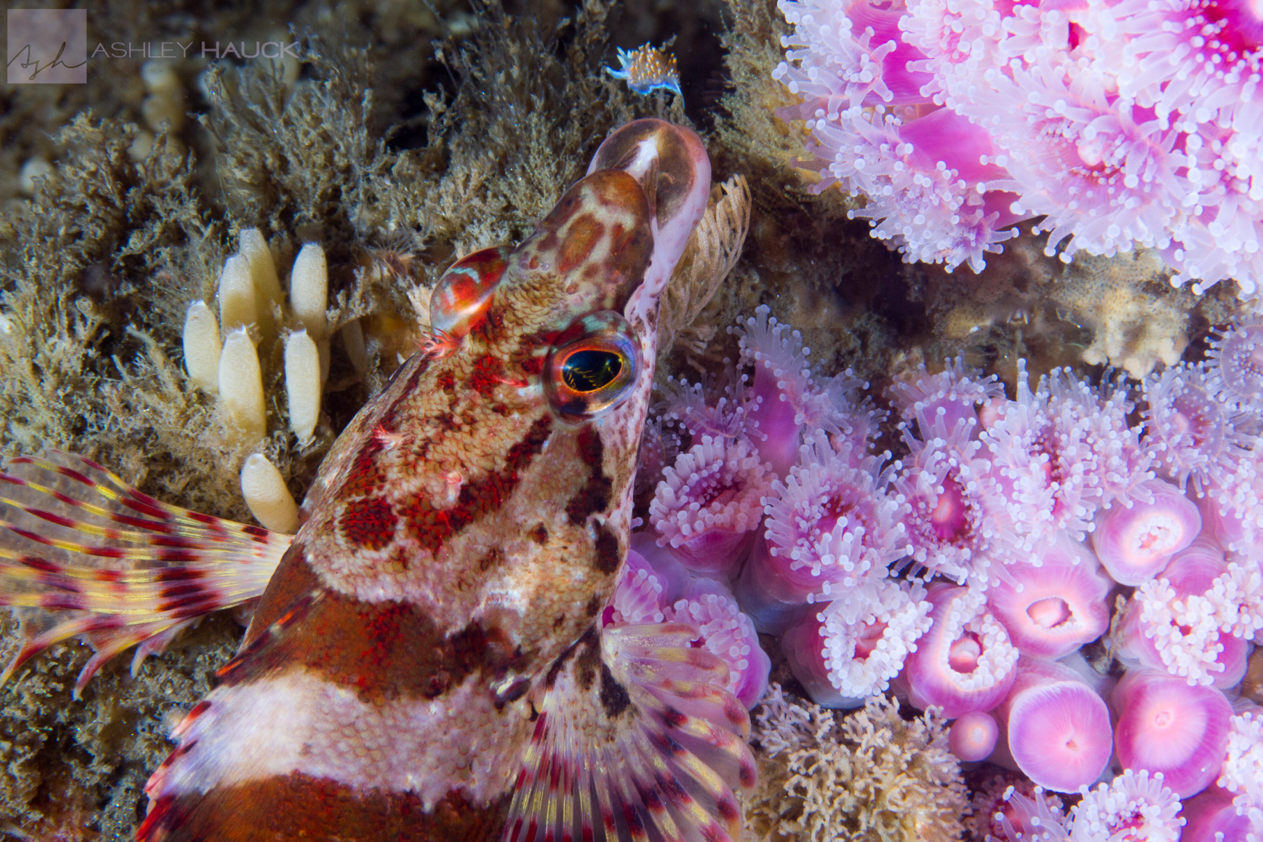 Photo of the Week: Painted Greenling (and a Bonus Hermissenda Nudibranch)