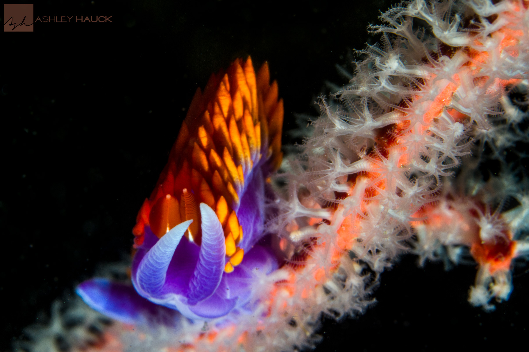 This Spanish Shawl is the Goldilocks of Nudibranchs