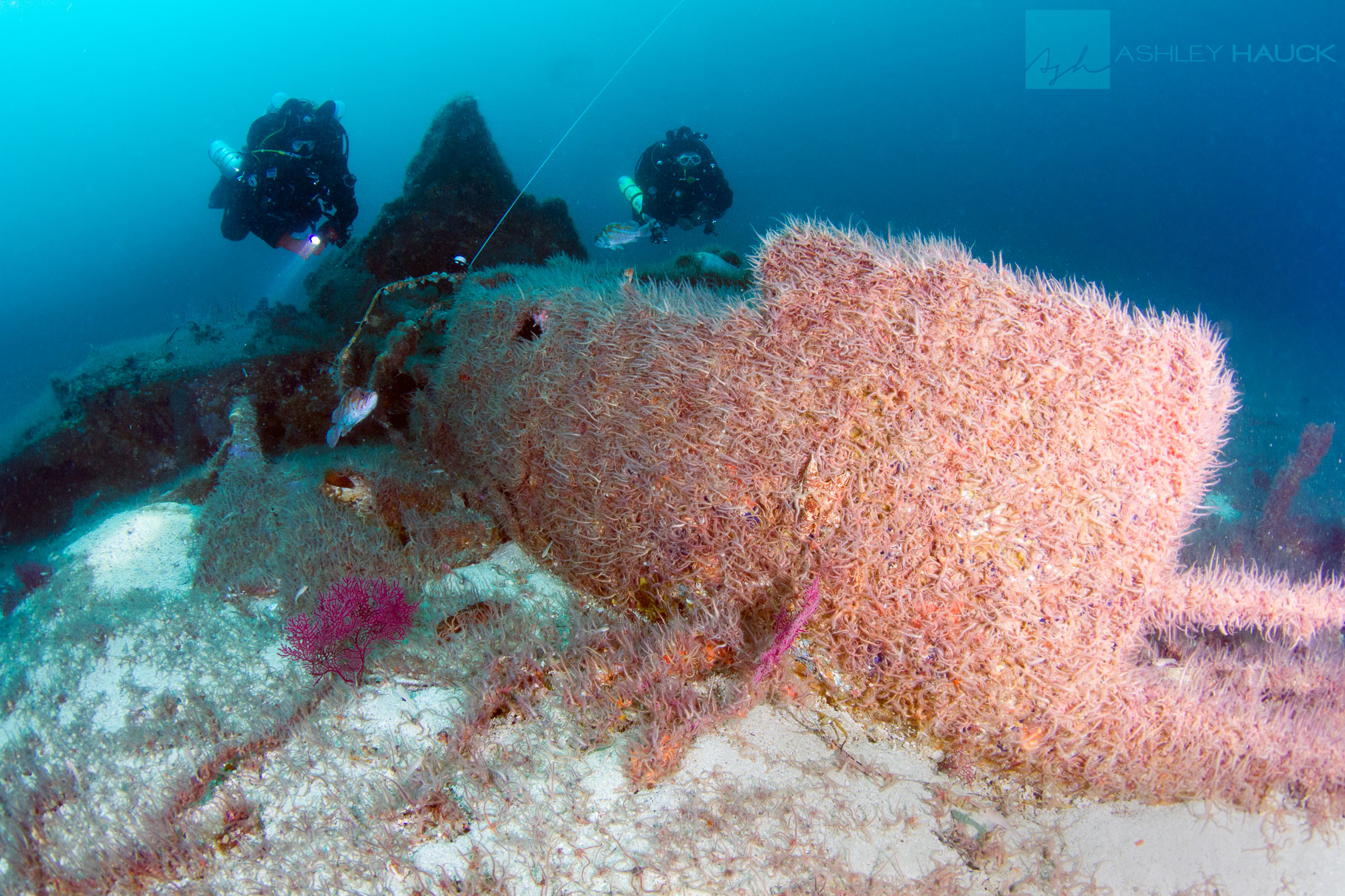 Anacapa’s Airplane Wreck: TBF Avenger