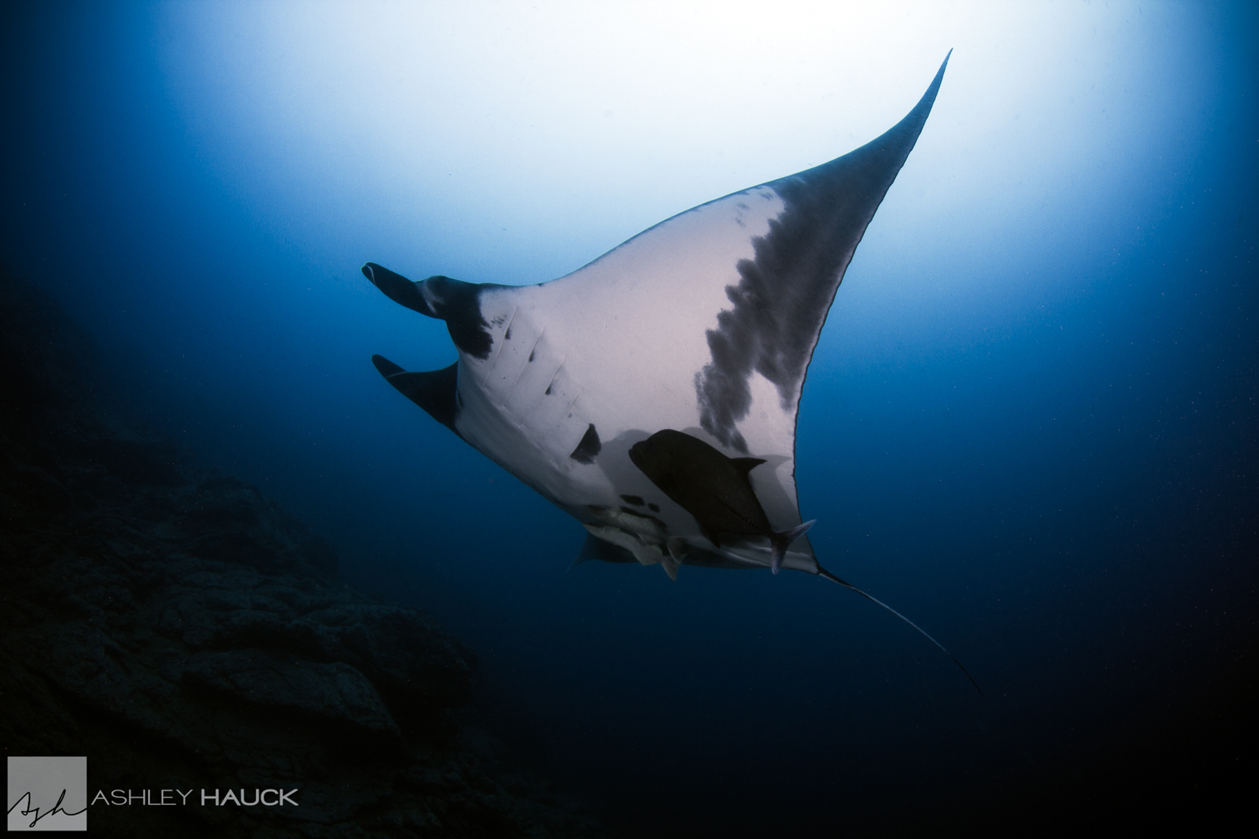 I Got Pooped On By A Whale, And All I Saw Were These Lousy Manta Rays